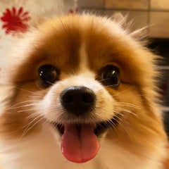 あつ王子のプロフィール