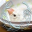 お出かけむぅちゃんのサムネイル