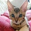 画像 アシルの闘病日記（MUTIAN投薬）～猫伝染性腹膜炎（FIP)を発症してのユーザープロフィール画像