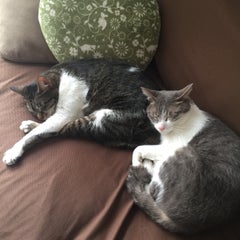 みいやのプロフィール