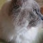 とるねこのサムネイル