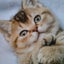 りおまねきねこのサムネイル