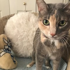 Keikoのプロフィール
