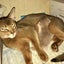 popycatのサムネイル