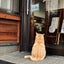 やっぱりねこが好き（ねこずき）のサムネイル