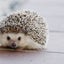 まるこのサムネイル
