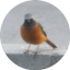 つぼみのサムネイル