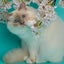 画像 幸運を運ぶ子猫 - バーマン専門ブリーダー☆SoulmateDollのユーザープロフィール画像