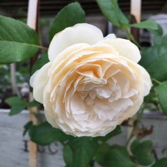 White garden 北崎　恵のプロフィール