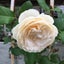 画像 日陰と無農薬の薔薇庭づくりのユーザープロフィール画像