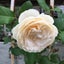 White garden 北崎　恵のサムネイル