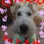 画像 shirobeの徒然草のユーザープロフィール画像