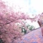 cherryのサムネイル