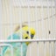ぴぴときゃんぷのサムネイル