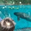 cootonaのサムネイル