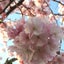 ききいのサムネイル