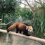 あづきのサムネイル