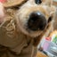 ゆきんこのサムネイル