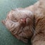 ねこちゃんのサムネイル