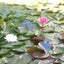 lattemintyのサムネイル