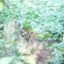 シバナツのサムネイル