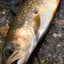 画像 上州渓流ルアーマンの釣行日誌のユーザープロフィール画像