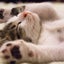 画像 猫とリモートワークのユーザープロフィール画像