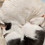 猫にゃんにゃんのサムネイル