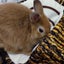 とっきぃのサムネイル