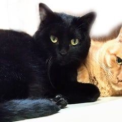 岩崎さんちの保護猫日記のプロフィール