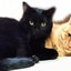 画像 岩崎さんちの保護猫日記のユーザープロフィール画像