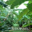 画像 無農薬栽培で農業‍ by琉球KANASAのユーザープロフィール画像