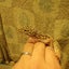 gekcoのサムネイル