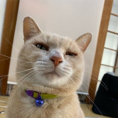 「なないろ龍氣堂」こまちゃんのプロフィール