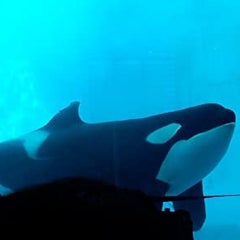 数学講師インオミのプロフィール