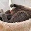 3匹の保護猫ママの日常　のサムネイル