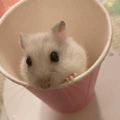 いちごのプロフィール