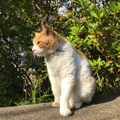 林太（リンタ）のプロフィール