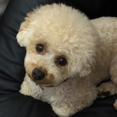 ももくらのプロフィール