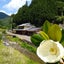 泰山木美山のサムネイル