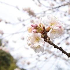 寺庭のたまごのプロフィール