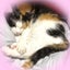 画像 小さな幸せ探し♡愛猫との日々のユーザープロフィール画像