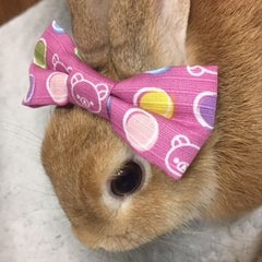 香の兎（かのう）のプロフィール