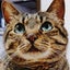 てんちゃんのサムネイル