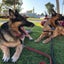 画像 RoxyとZeke ジャーマンシェパード犬と暮らす - カタールのユーザープロフィール画像