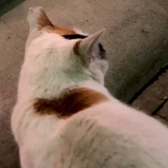 nekoのプロフィール