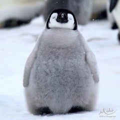 ふーちゃんのプロフィール