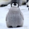 ふーちゃんのプロフィール