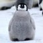 ふーちゃんのサムネイル