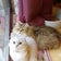 3猫になりました♡･*:.｡..｡.:*･♡